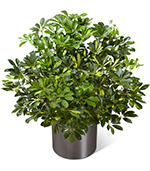 The Schefflera Arboricola The Schefflera Arboricola